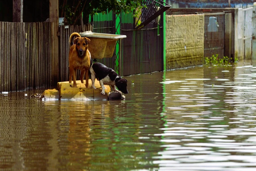 Dog in flood.webp